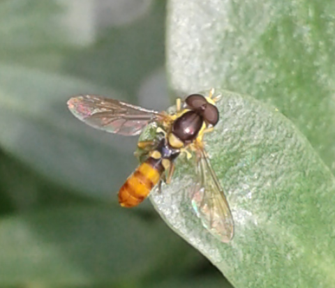 Syrphidae : Sphaerophoria sp.?   Sphaerophoria cfr. rueppellii, maschio